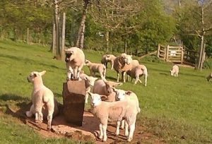 lambs-in-field-smaller1